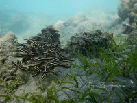 Koraalmeervallen [Plotosidae]
